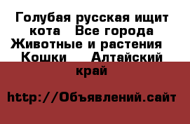 Голубая русская ищит кота - Все города Животные и растения » Кошки   . Алтайский край